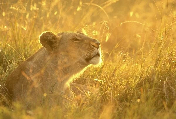 Lion - female in grass Maasai Mara, Kenya, Africa