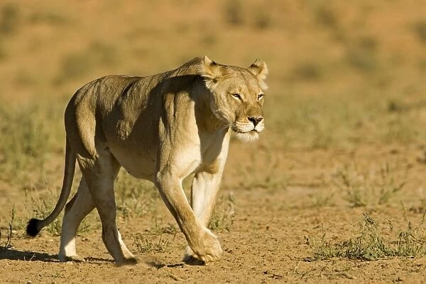 Lion - female - Kgalagadi Transfrontier Park - Kalahari - South Africa - Africa