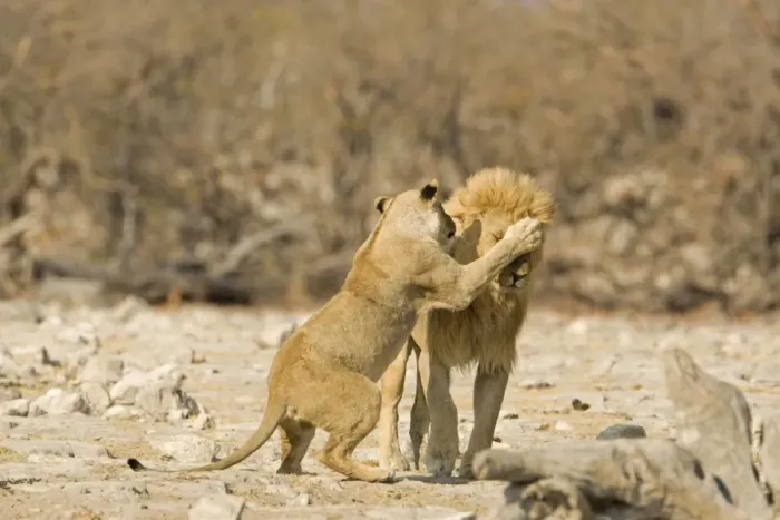 Framed Print : Lion Female lashing out at a male Etosha National Park, Namibia, Africa Framed Print : Lion Female lashing out at a male Etosha National Park, Namibia, Africa