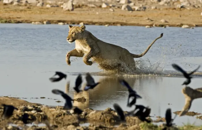 Framed Print : Lion - Female leaping through water Etosha National Park, Namibia, Africa Framed Print : Lion - Female leaping through water Etosha National Park, Namibia, Africa