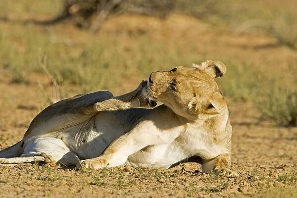 Lion - female licking and scratching herself - Kgalagadi Transfrontier Park - Kalahari - South Africa - Africa