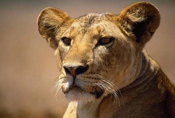 Lion - female - Lioness - Kenya