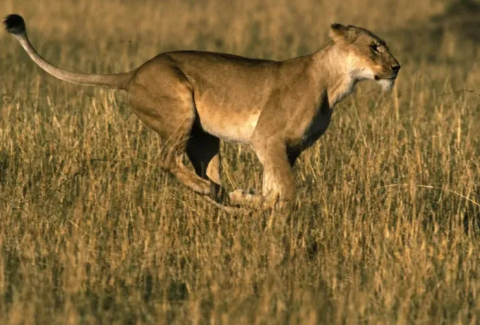 Framed Print : Lion - Female running through grass. Maasai Mara, Kenya, Africa Framed Print : Lion - Female running through grass. Maasai Mara, Kenya, Africa