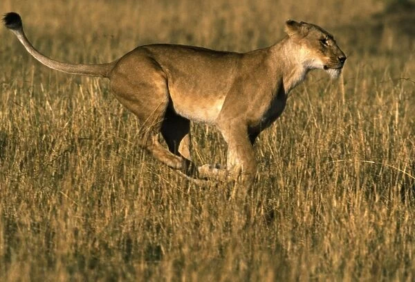 Lion - Female running through grass. Maasai Mara, Kenya, Africa