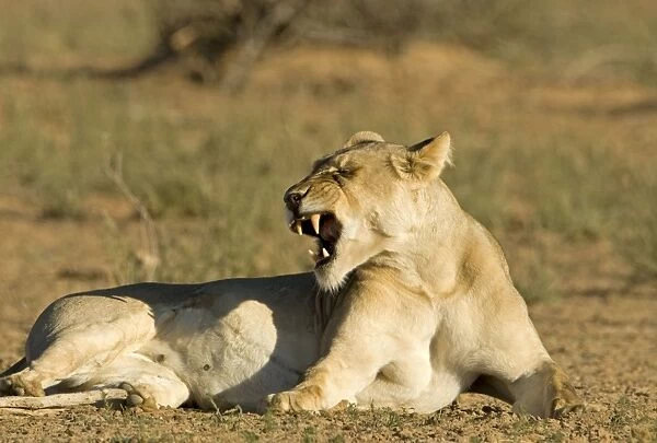 Lion - female showing her teeth - Kgalagadi Transfrontier Park - Kalahari - South Africa - Africa