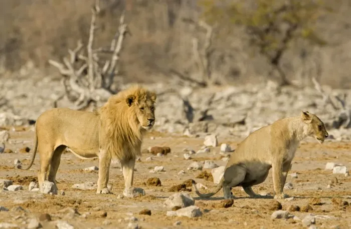 Framed Print : Lion Female urinating infront of a pride male Etosha National Park, Namibia, Africa Framed Print : Lion Female urinating infront of a pride male Etosha National Park, Namibia, Africa