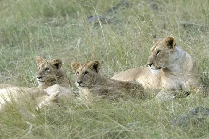 Framed Print : Lion - three females resting. Kenya, Africa Framed Print : Lion - three females resting. Kenya, Africa