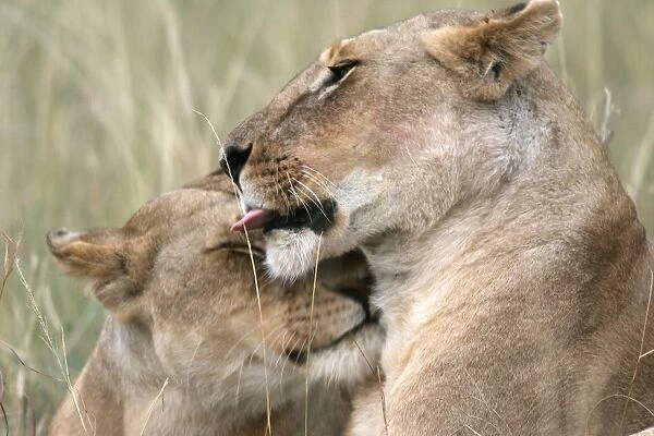 Lion - two females rubbing heads. Kenya, Africa