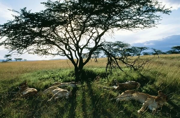 Lion Females sleeping before night hunting, Maasai