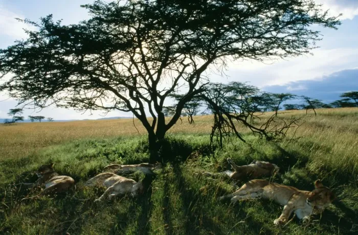 Framed Print : Lion Females sleeping before night hunting, Maasai Framed Print : Lion Females sleeping before night hunting, Maasai
