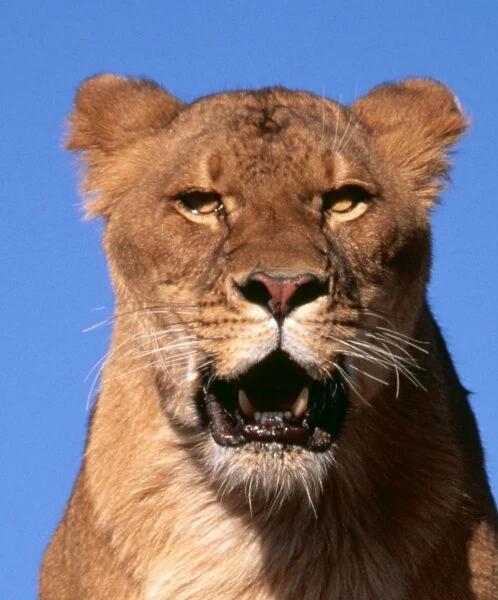 Lion FG 11036-C Close up head, Africa Panthera leo © Francois Gohier  /  ARDEA LONDON
