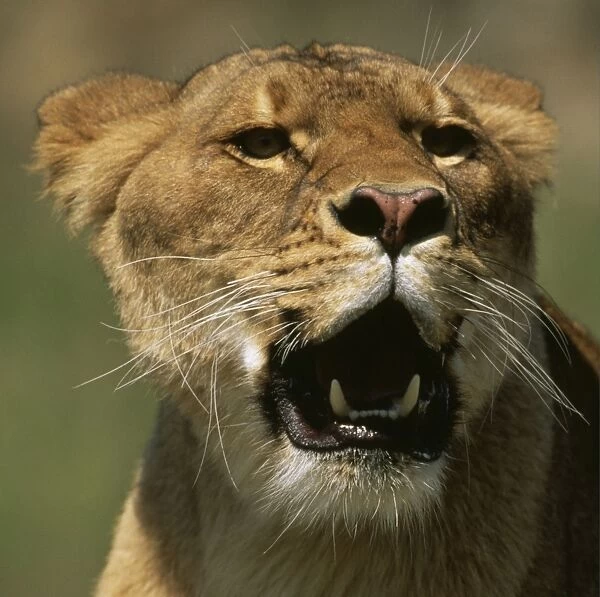 Lion FG 11199 (C) Panthera Leo © Francois Gohier  /  ARDEA LONDON