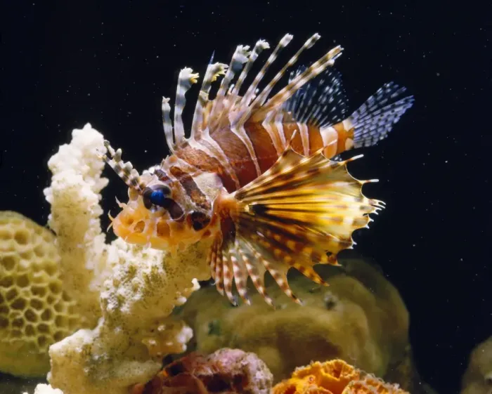Framed Print : Lion Fish. LA-209. Lion Fish. Jean Michel Labat Framed Print : Lion Fish. LA-209. Lion Fish. Jean Michel Labat