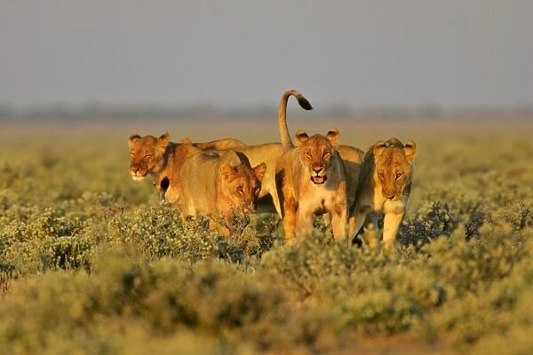 Lion group of lioness preparing for the hunt Etosha National Park, Namibia, Africa