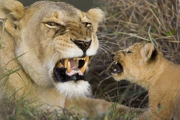 Lion - after being introduced to the pride for the first time a 5 week old cub returns a growl to an adult female pride member - Maasai Mara Reserve - Kenya *Digitally removed grass in foreground