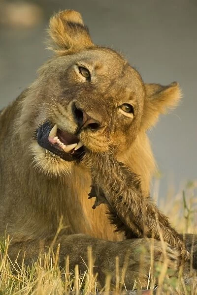 Lion - Juvenile male biting the hairy leftovers