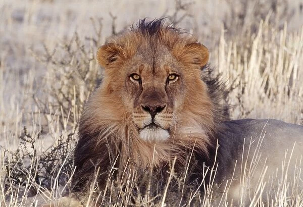 Lion Kalahari, Gemsbok National Park, South Africa