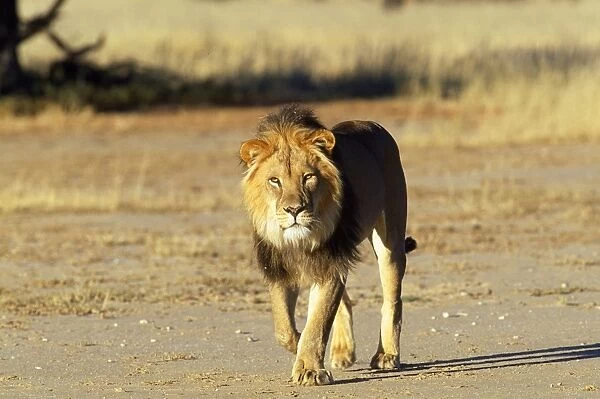 Lion Kalahari Gemsbok Park, South Africa