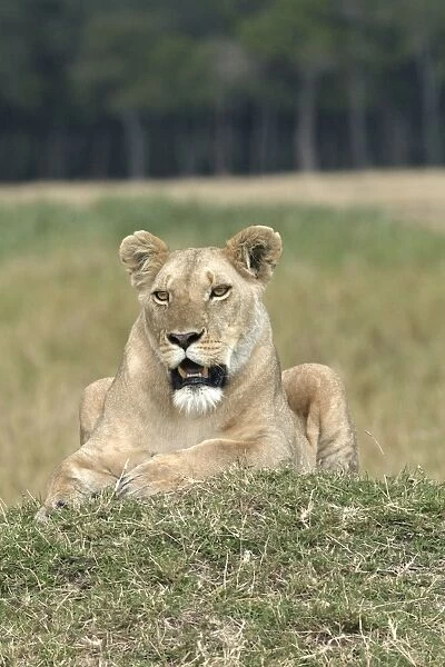 Lion. Kenya - Africa