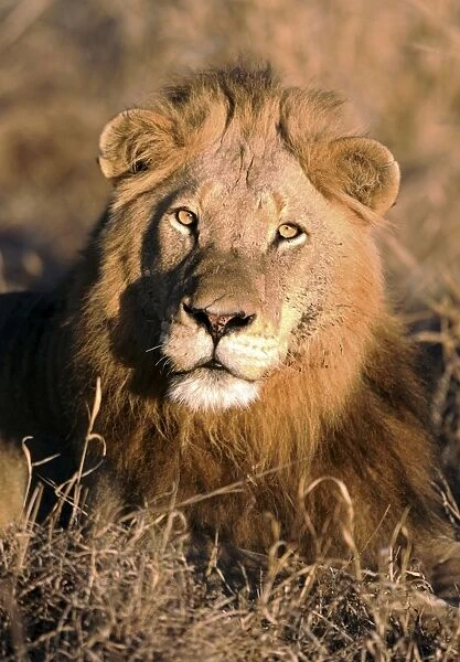 Lion - Kruger National Park - South Africa