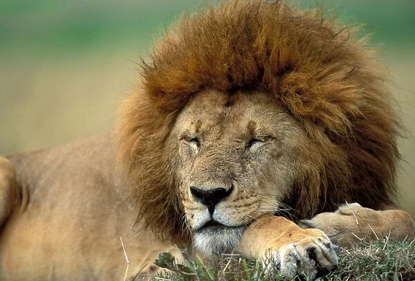 Lion LA 666 Male sleeping - Maasai Mara, Kenya Panthera leo © J. M. Labat  /  ardea. com