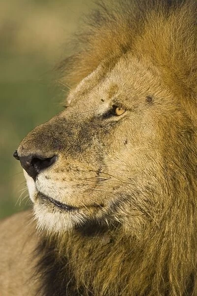 Lion - large male - Masai Mara Triangle - Kenya