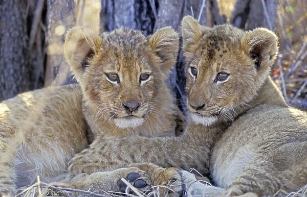 Lion - Two lion cubs resting after a good meal - South Africa, Sabi Sabi game reserve