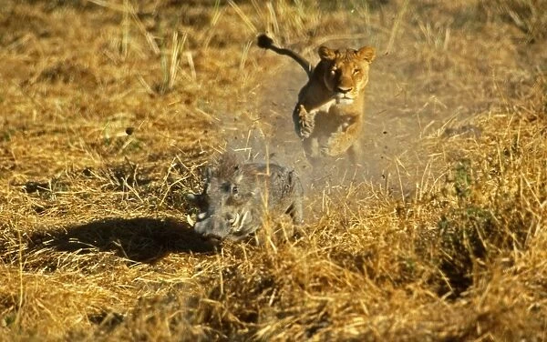Lion Lioness chasing Warthog (Phacochoerus aethiopicus) Moremi, Botswana