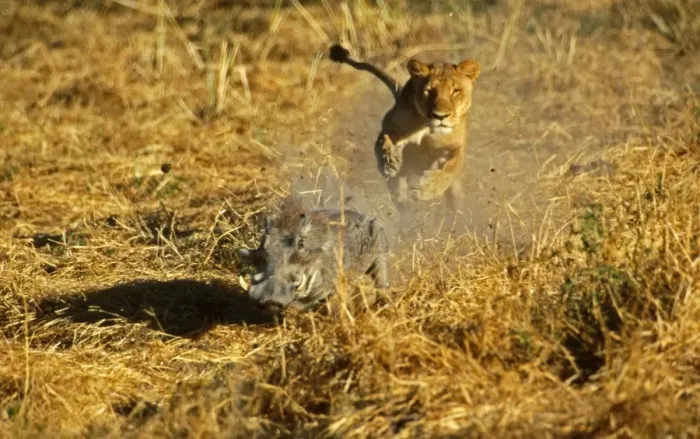 Framed Print : Lion Lioness chasing Warthog (Phacochoerus aethiopicus) Moremi, Botswana Framed Print : Lion Lioness chasing Warthog (Phacochoerus aethiopicus) Moremi, Botswana