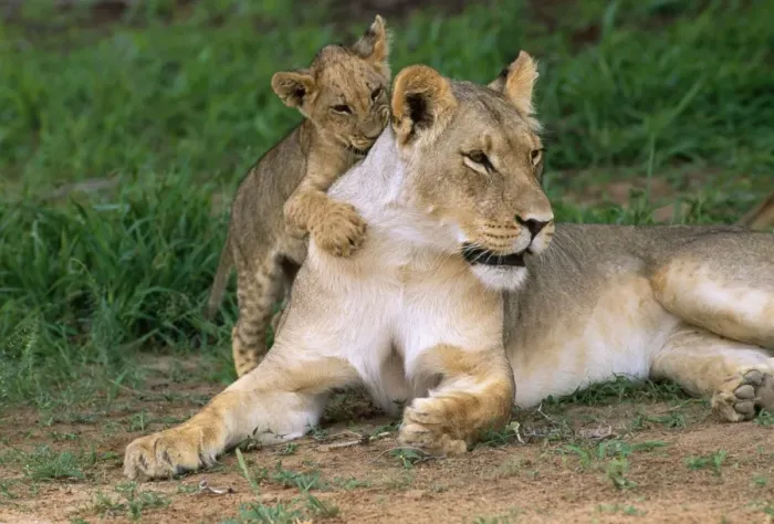 Framed Print : Lion - Lioness with cub Kalahari Gemsbok Park, South Africa