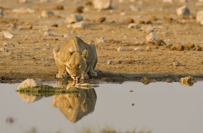 Framed Print : Lion Lioness drinking water Etosha National Park, Namibia, Africa Framed Print : Lion Lioness drinking water Etosha National Park, Namibia, Africa