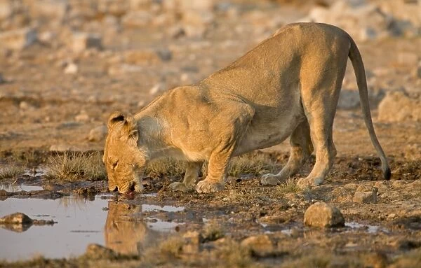 Lion Lioness drinking from a water hole Etosha National Park, Namibia, Africa