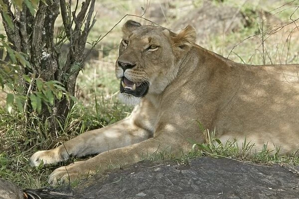 Lion - lioness resting. Maasai Mara National Park - Kenya - Africa