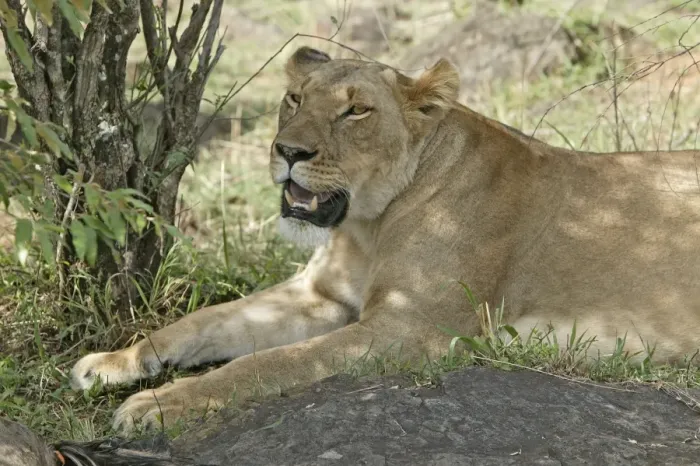 Framed Print : Lion - lioness resting. Maasai Mara National Park - Kenya - Africa
