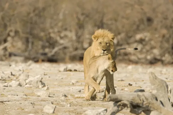 Framed Print : Lion Lioness trying to tempt a male Etosha National Park, Namibia, Africa Framed Print : Lion Lioness trying to tempt a male Etosha National Park, Namibia, Africa