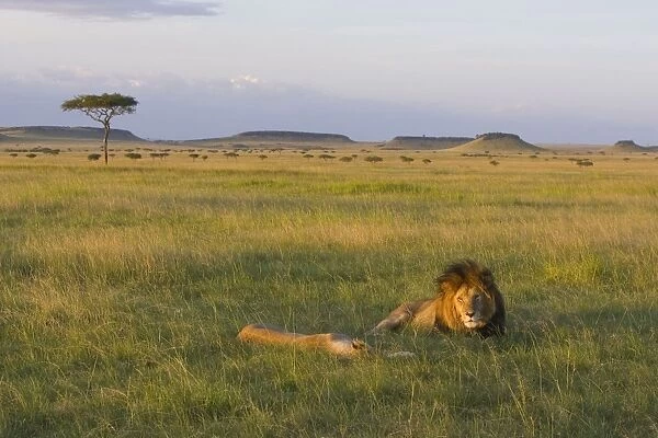 Lion - lying down - Masai Mara Triangle - Kenya