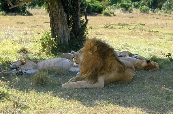 Lion - Maasai Mara - Kenya