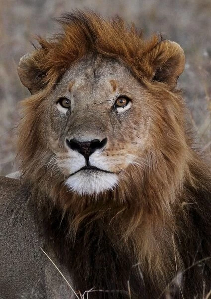 Lion - male. SM-2577. Lion - male. Maasai Mara - Kenya