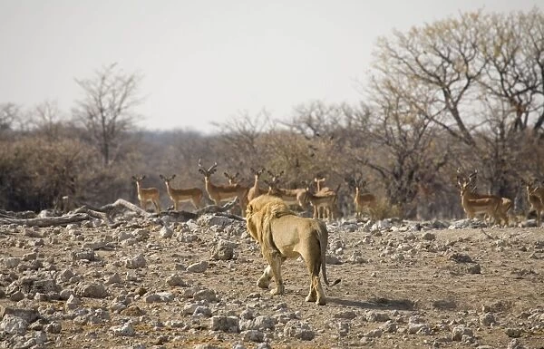 Lion Male approaching a herd of Black Faced Impala Etosha National Park, Namibia, Africa