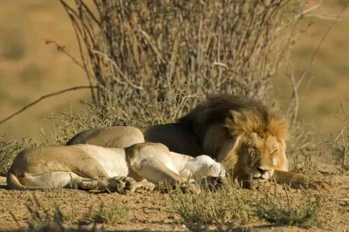 Framed Print : Lion - male and female lying side by side - after mating - Kgalagadi Transfrontier Park - Kalahari - South Africa - Africa Framed Print : Lion - male and female lying side by side - after mating - Kgalagadi Transfrontier Park - Kalahari - South Africa - Africa