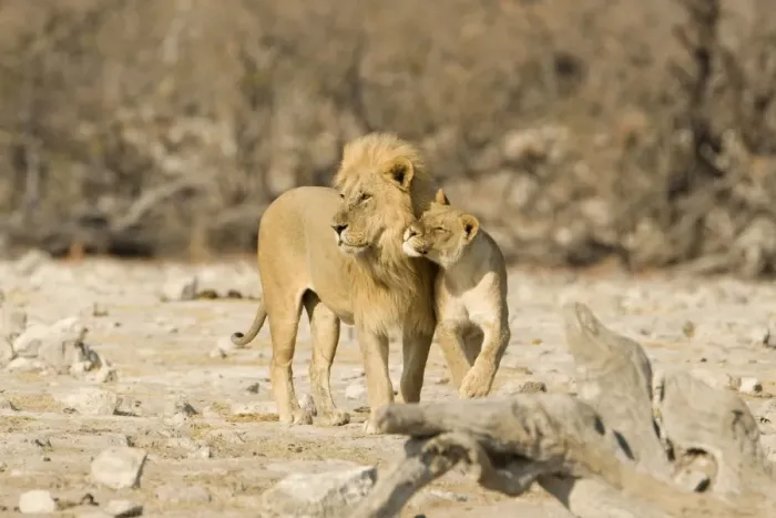 Framed Print : Lion Male and female showing affection Etosha National Park, Namibia, Africa Framed Print : Lion Male and female showing affection Etosha National Park, Namibia, Africa