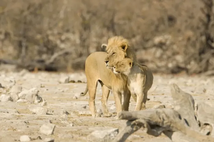 Framed Print : Lion Male and female showing affection Etosha National Park, Namibia, Africa Framed Print : Lion Male and female showing affection Etosha National Park, Namibia, Africa