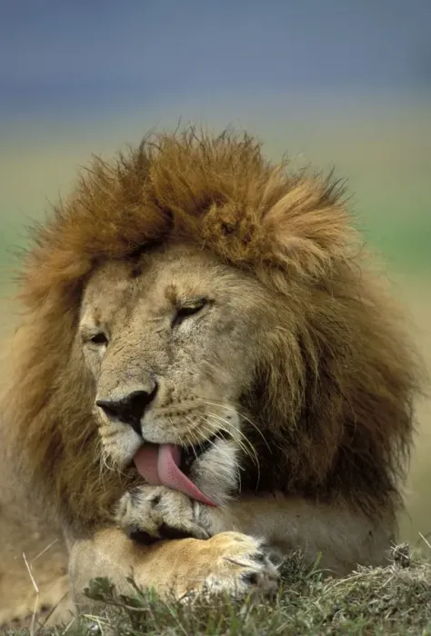 Framed Print : Lion - Male licking his paw. Maasai Mara, Kenya, Africa Framed Print : Lion - Male licking his paw. Maasai Mara, Kenya, Africa