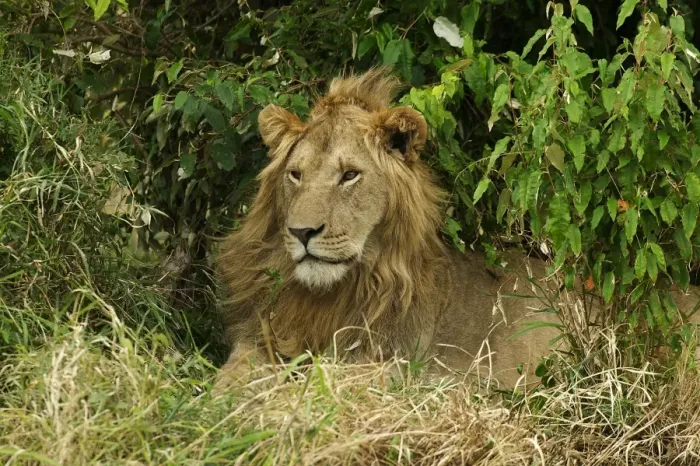 Framed Print : Lion Male Maasai Mara, Africa