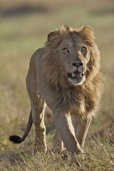 Lion - male. Maasai Mara - Kenya - Africa