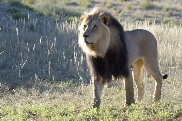 Lion - Male with mane - Occurs in sub-Saharan Africa in savanna and plains habitats inhabited by large herbivores. Kgalagadi Transfrontier Park, Northern Cape, South Africa
