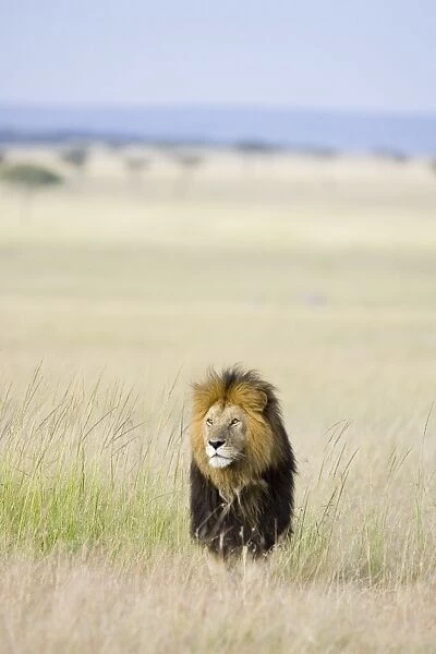 Lion - male - Masai Mara Triangle - Kenya
