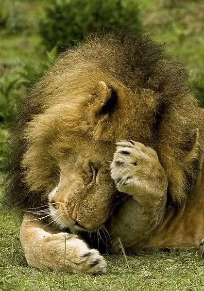Lion - Male - Ndutu - Ngorongoro Conservation Area - Tanzania - Africa
