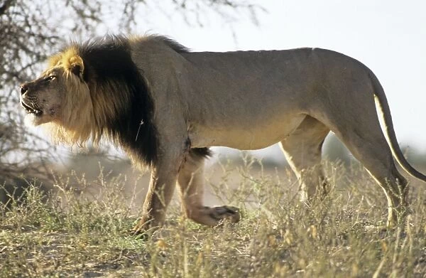 Lion - male roaring Kalahari desert