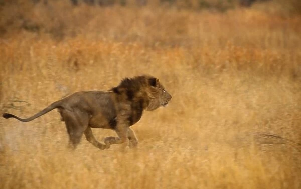 Lion - male, running Moremi, Botswana, Africa. Digital manipulation: removed Lion (Original CRH-364 not re-scanned)